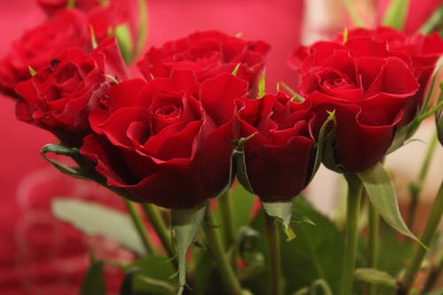 rose opé saint valentin