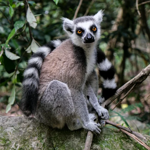 Spaycific’Zoo à Spay