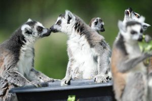Domainedelacourbe-spaycificzoo